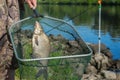 Caught fish on fishing line in hand fisherman over at landing net against background with outdoor water. Concepts