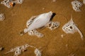 Caught fish flooded by the sea on the North Sea beach Royalty Free Stock Photo