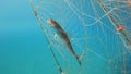 Caught Fish in Net Hanging From Boat Under Sea