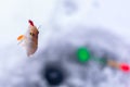 Caught fish perch on winter fishing hanging on a hook with a bunch of bloodworms on the background of the hole.