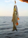 Caught fish. River chub. Fishing for spinning.