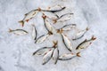 Caught fish roach with Rudd lie on the white snow of the lake. Background. Top view, lat lay