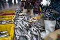 Caught fishes sorting to baskets by Vietnamese women workers in Tac Cau fishing port, Me Kong delta province of Kien Giang, south Royalty Free Stock Photo