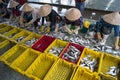 Caught fishes sorting to baskets by Vietnamese women workers in Tac Cau fishing port, Me Kong delta province of Kien Giang, south Royalty Free Stock Photo