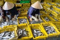 Caught fishes sorting to baskets by Vietnamese women workers in Tac Cau fishing port, Me Kong delta province of Kien Giang, south Royalty Free Stock Photo