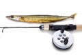 Caught on a fishing tackle needlefish Royalty Free Stock Photo