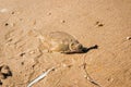 Caught flatfish on a nylon fishing line, Camouflage