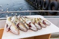 Caught fresh seven Atlantic cod fishes - Iceland