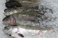 Caught fresh trout on a store shelf in ice