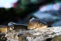 Caught graylings and fishing rod on background of stream