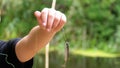 Caught Herring Fish Dangles on a Hook Suspended on a Fishing Line. Fishing. Slow Motion