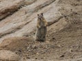 Curious Chipmunk in Rocky Mountain National Park