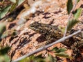 Fence Lizard Sunning on a Rock Royalty Free Stock Photo