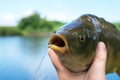 caught mirror carp in hand