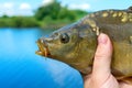 caught mirror carp in hand