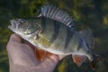 Caught perch fish trophy in hand of fisherman above water. Fishing background