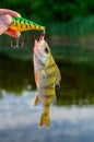 Caught perch in the river at the bait