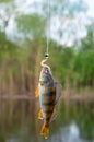 Caught perch on silicon bait