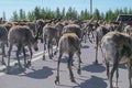 Caught in a reindeer traffic jam