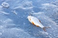 Caught roach lies on ice, winter fishing