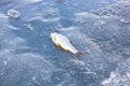 Caught roach lies on ice, winter fishing