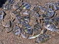 Caught sea fish die in the sun on the beach Royalty Free Stock Photo