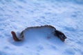 Caught and snow-covered fish mother-of-eels