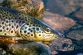 Caught by spinning brown trout (Salmo trutta fario) Royalty Free Stock Photo