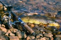 Caught by spinning brown trout (Salmo trutta fario) Royalty Free Stock Photo