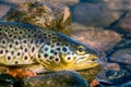 Caught by spinning brown trout (Salmo trutta fario) Royalty Free Stock Photo