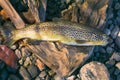 Caught by spinning brown trout (Salmo trutta fario) Royalty Free Stock Photo