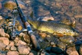 Caught by spinning brown trout (Salmo trutta fario) Royalty Free Stock Photo