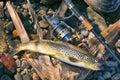 Caught by spinning brown trout (Salmo trutta fario) Royalty Free Stock Photo