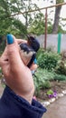 Caught swallow in female hand. Insectivorous bird swallow Royalty Free Stock Photo