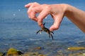 Caught under a rock, a small gray speckled crab is held aloft in one hand against the sea