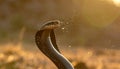 Venomous Cobra Spitting in Golden Light Royalty Free Stock Photo