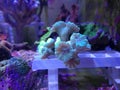 Caulastraea branched large stony coral Royalty Free Stock Photo