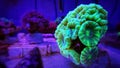 Caulastraea branched large stony coral Royalty Free Stock Photo