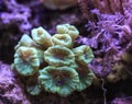 Caulastrea coral Royalty Free Stock Photo