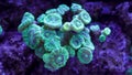 Caulastrea curvata LPS coral Royalty Free Stock Photo