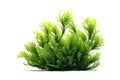 Caulerpa Algae On White Background. Generative AI