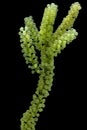 Caulerpa lentillifera, Sea Grapes, Green Caviar isolated on black background