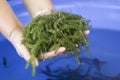 Caulerpa lentillifera, Sea Grapes, Green Caviar in woman hands, Healthy Food