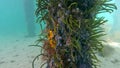 Caulerpa Pylon under the Flinders Jetty