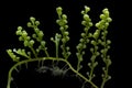 Caulerpa racemosa isolated on black background Royalty Free Stock Photo