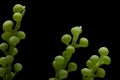 Caulerpa racemosa isolated on black background Royalty Free Stock Photo