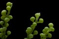 Caulerpa racemosa isolated on black background