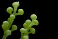 Caulerpa racemosa isolated on black background