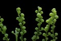 Caulerpa racemosa isolated on black background