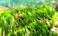 Caulerpa Seaweed at Witton Bluff Royalty Free Stock Photo